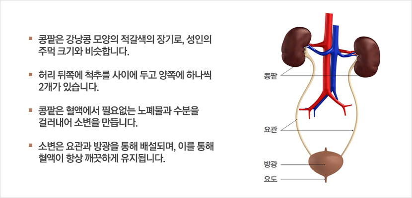 콩팥은 강낭콩 모양의 적갈색의 장기로, 성인의 주먹 크기와 비슷합니다.
				허리 뒤쪽에 척추를 사이에 두고 양쪽에 하나씩 2개가 있습니다.
				콩팥은 혈액에서 필요없는 노폐물과 수분을 걸러내어 소변을 만듭니다. 
				소변은 요관과 방광을 통해 배설되며, 이를 통해 혈액이 항상 깨끗하게 유지됩니다.
				
