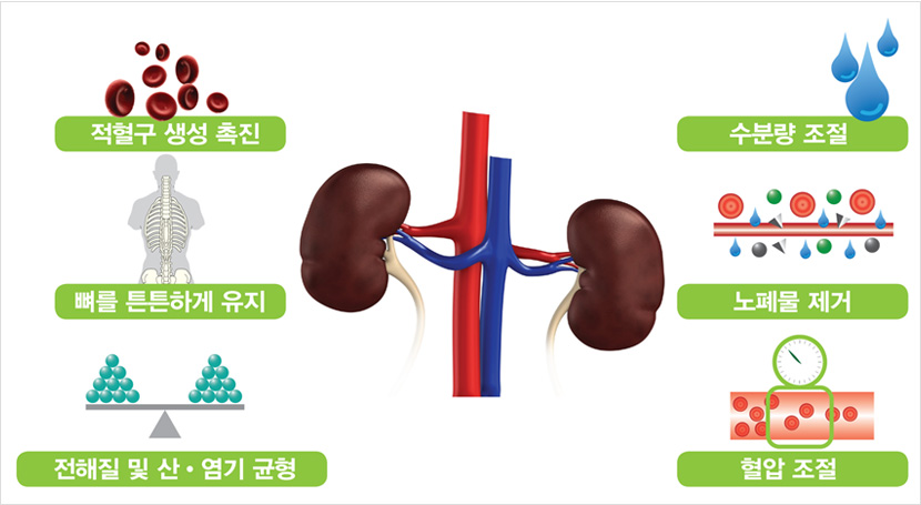 콩팥의 기능 : 적혈구 생성촉진, 뼈를 튼튼하게 유지, 전해질 및 산·염기 균형, 수분량 조절, 노페물 제거, 혈압조절