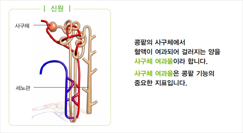 콩팥의 사구체에서 혈액이 여과되어 걸러지는 양을 사구체 여과율이라 합니다. 사구체 여과율은 콩팥 기능의 중요한 지표입니다.
